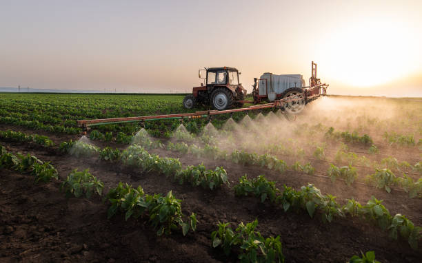 Best Local Pest Control Services  in Robstown, TX