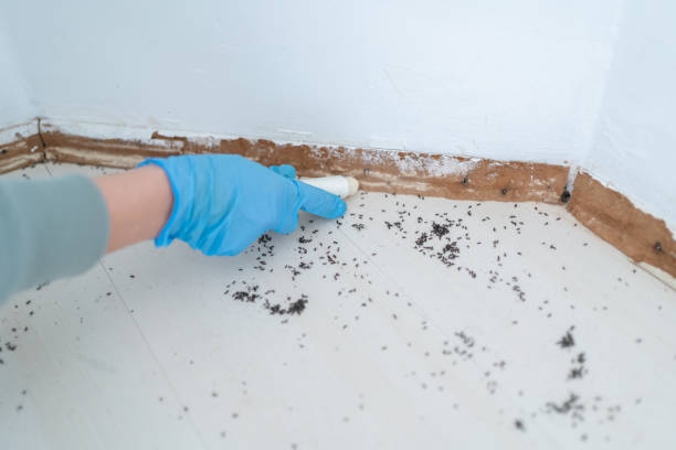 Best Exterminator Services  in Robstown, TX